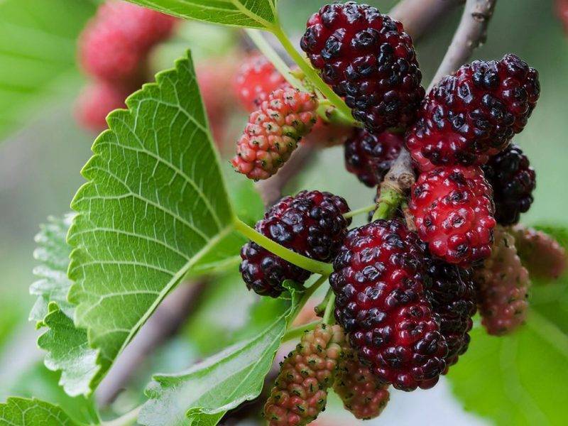 Шелковица купить саженцы из питомнике в Сарове