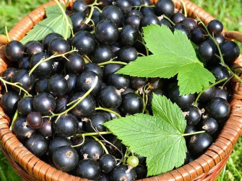 Смородина купить саженцы из питомника в Сарове