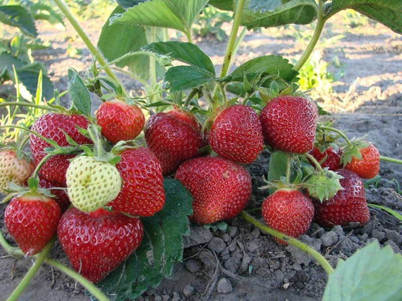 Клубника купить саженцы из питомника в Сарове