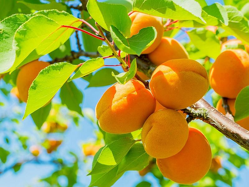 Абрикос купить саженцы из питомнике в Сарове