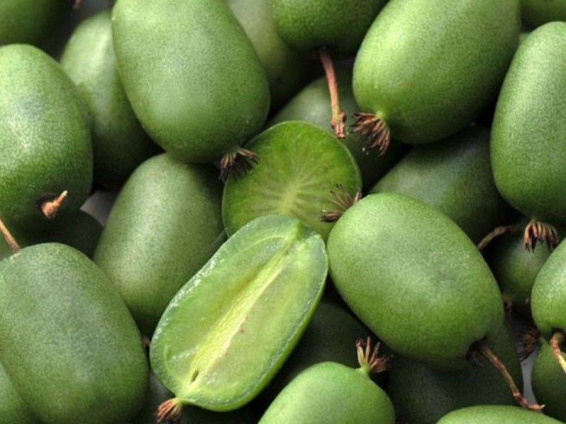 Актинидия купить саженцы из питомнике в Сарове