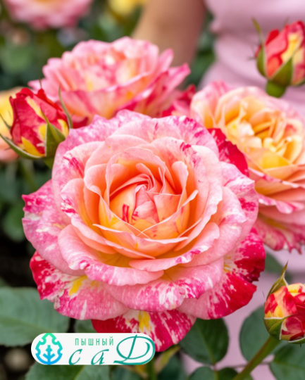 Роза "МАРК ШАГАЛ"