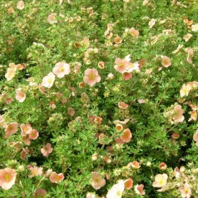 Лапчатка "ДЕЙДАУН" (стакан Р9)