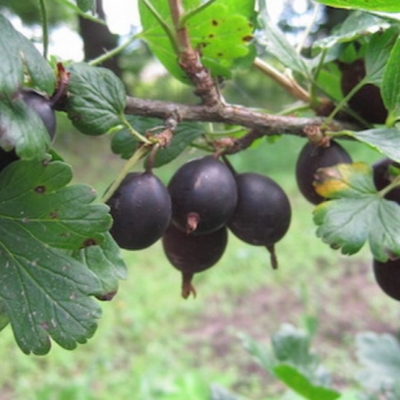 Крыжовник "КАЗАЧОК"
