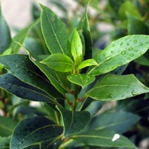Лавр благородный саженец горшок Р9
