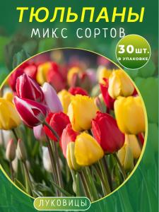 Тюльпан микс 30 штук